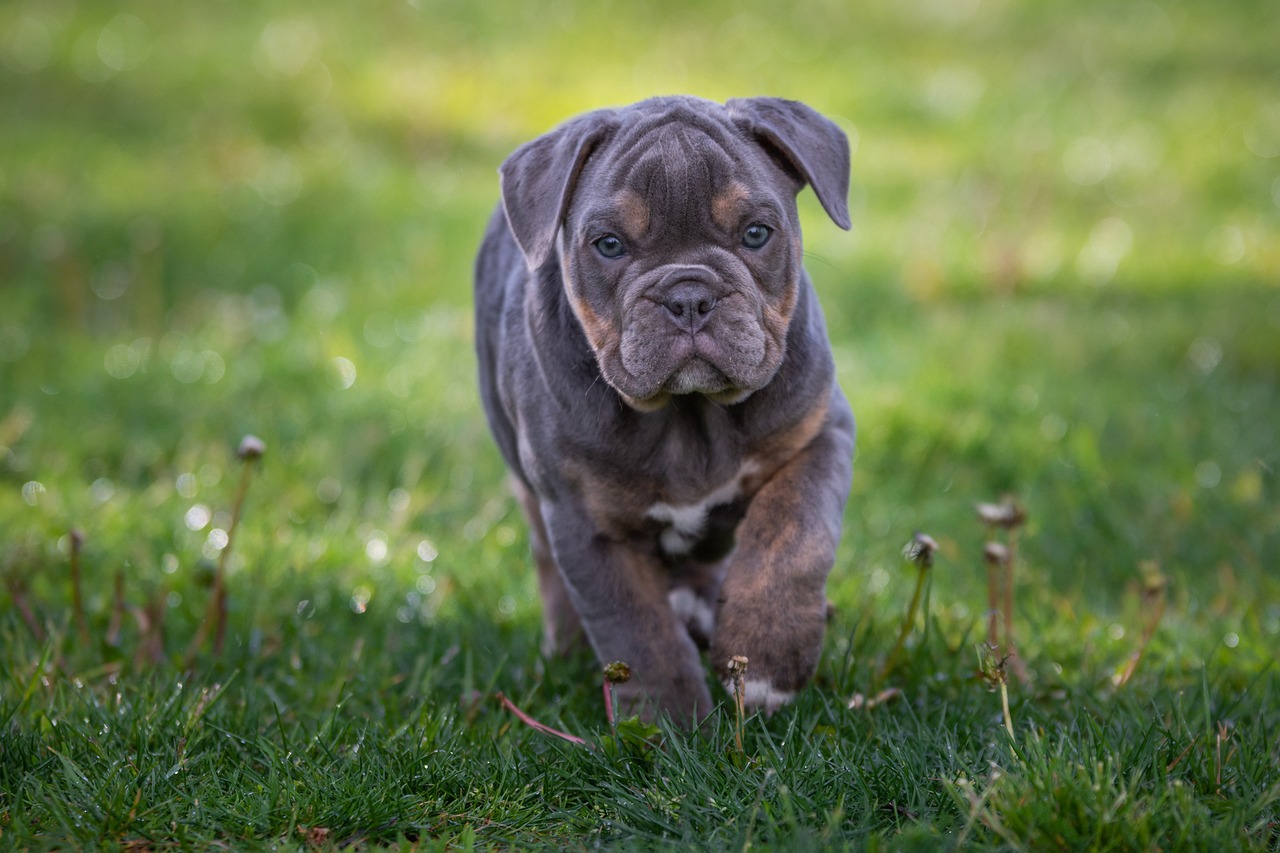 konnen englische bulldoggen gefahrlich sein